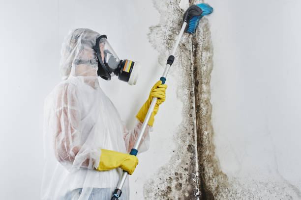 Somerset, OH Mold Removal Company