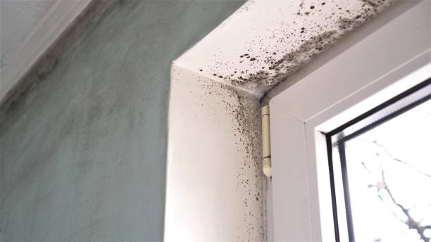 Crawl Space Mold Removal in Somerset, OH