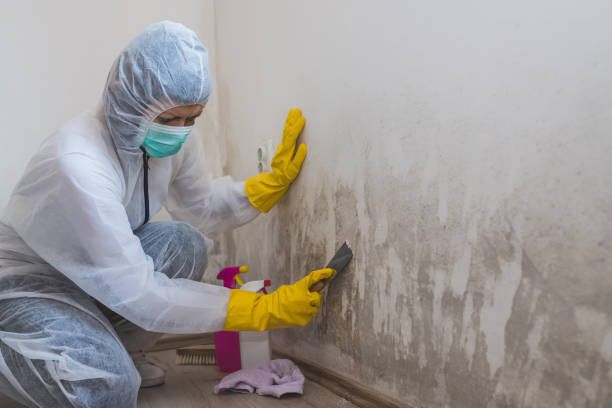 Best Emergency Mold Removal  in Somerset, OH