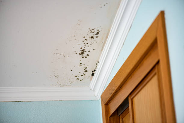 Best Black Mold Removal  in Somerset, OH