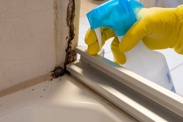 Best Mold Testing  in Somerset, OH