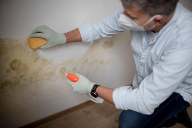 Best Attic Mold Removal  in Somerset, OH