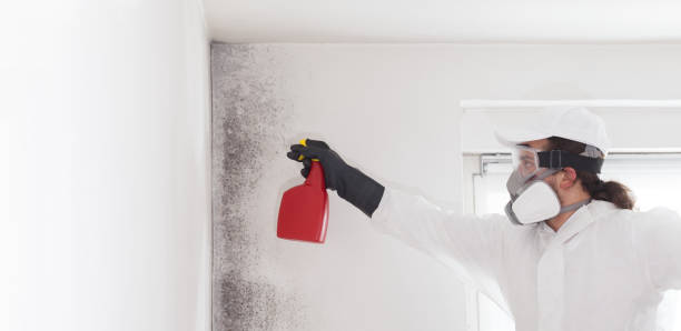 Best Mold Remediation  in Somerset, OH