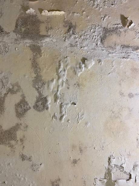 Best Home Mold Removal  in Somerset, OH