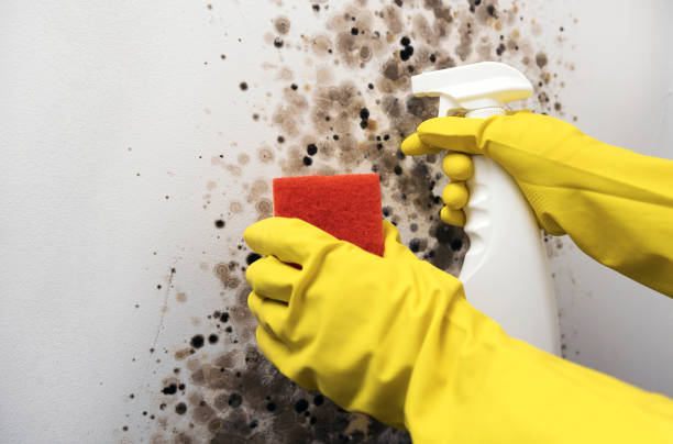 Best Professional Mold Removal  in Somerset, OH