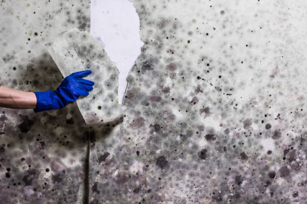 Best Mold Remediation  in Somerset, OH