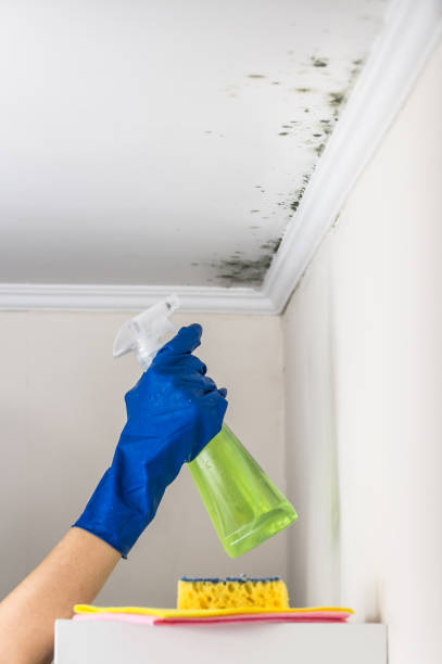 Best Mold Removal Near Me  in Somerset, OH