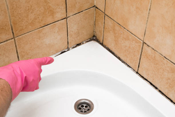 Best Commercial Mold Removal  in Somerset, OH