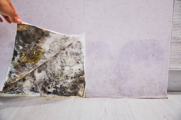 Best Affordable Mold Removal  in Somerset, OH